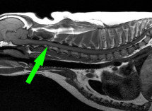 Cervical pain of a 4y French Buldog