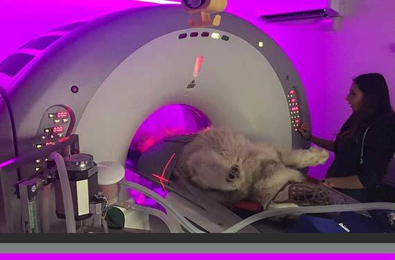 Ct Scans For Dogs & Cats