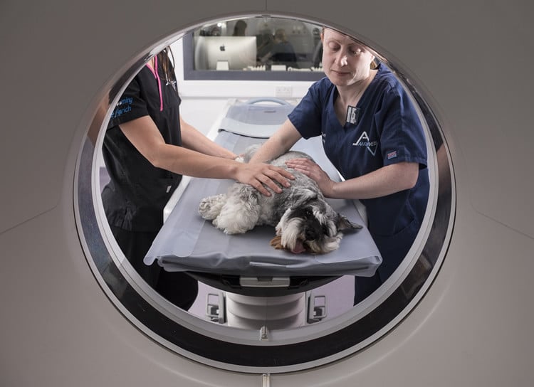 MRI Scans For Dogs & Cats