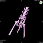 veterinary fracture repair