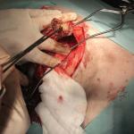 Endoscopy and Thoracotomy in veterinary