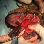 dog total ear canal ablation