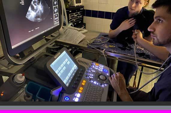 ultrasound in veterinary