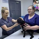 a vet checking boas in dog