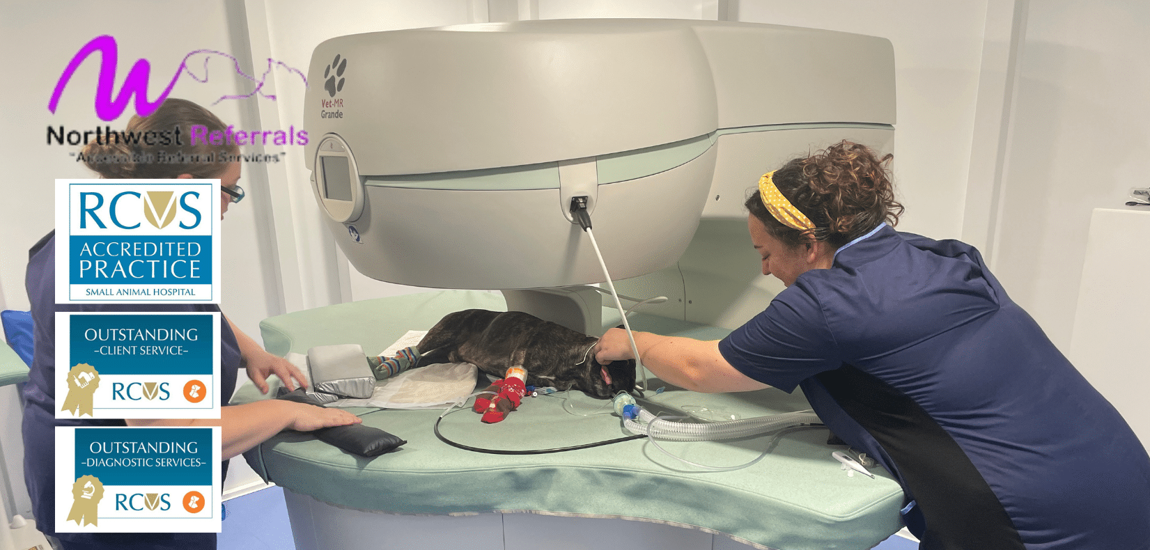 CT Scanner For Pets