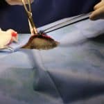 Operating wound - umbilical hernia by dog
