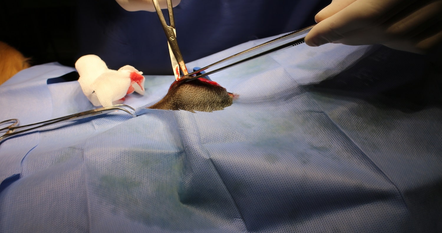 Operating wound - umbilical hernia by dog